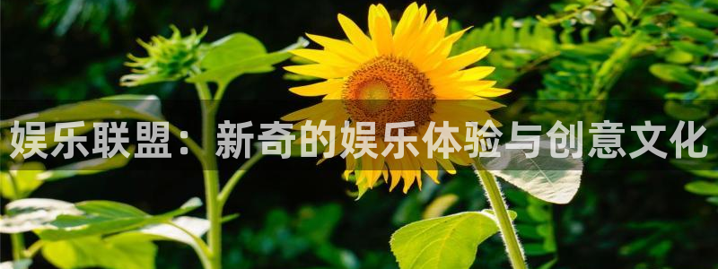 sbobet利记下载官网入口在哪：娱乐联盟：新奇的娱乐体验与创意文化
